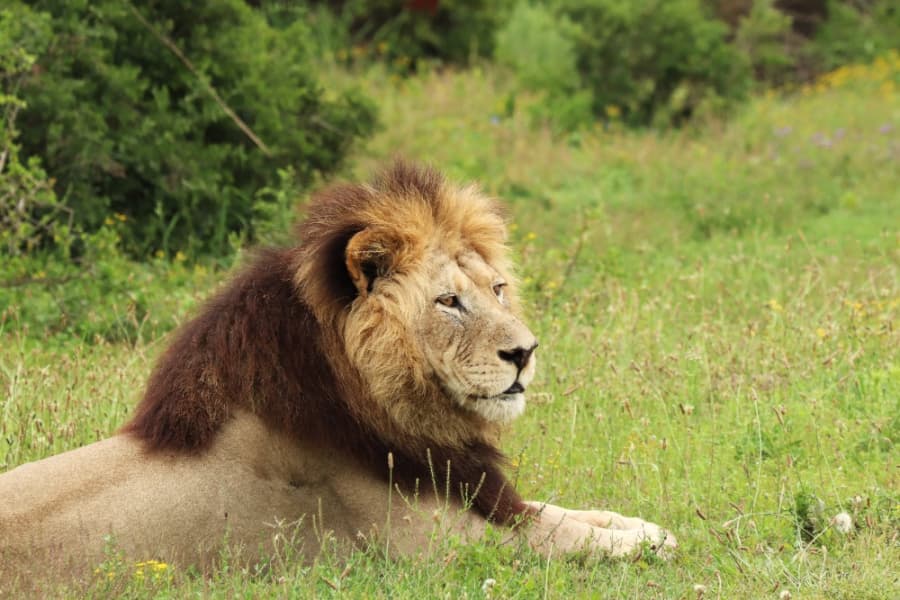 2026-08-10-lvi-furry-lion-laying-addo-elephant-national-park-daytime.jpg